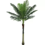 PalmTreeDoesn`tHaveWorldwide