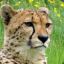 Gepard