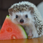 𝕸𝖆𝖑𝖔𝖈𝖙𝖇