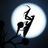 喜之狼🐺(喜灰合体)