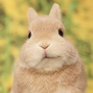 funny bunny