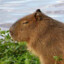 CAPYBARA &lt;3