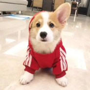 邻家甜甜朱老六