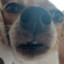 ChicoMosquito