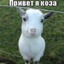 привет я коза's avatar