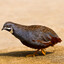 old world quail