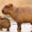 CapyBara.Para