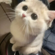 其实我是幸冷淡啦