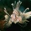 Black_Lionfish