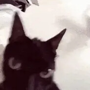 Mewt