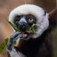 Zoboomafoo