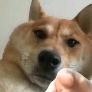 脆嫩芝士玉足，香的一塌糊涂