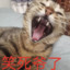 撒撒撒