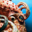 octopusmastermind