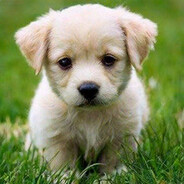 ДАЭТОЖЕЯ БЛИН