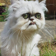meow
