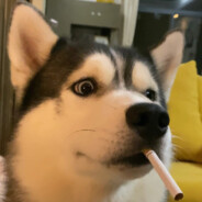 得不到的哈士奇