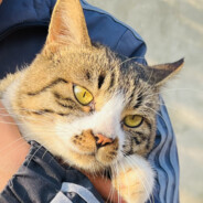 超级无敌猪大哥