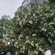 与其提升自己不如诋毁他人yes