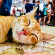 会唱歌的郭德纲（NTU上岸版）