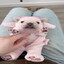 pibble