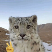 芝士雪豹