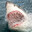 BİG SHARK