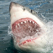 BİG SHARK