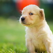 范围独家小肉饼