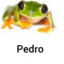 Pedro