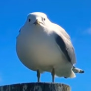 seagull