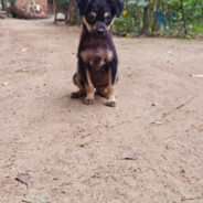 青青草原陆小果