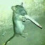 Smoking rat