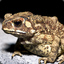 TriumphantToad