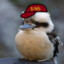 bird with a hat