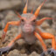 Chimp Shrimp