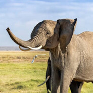 PubliusCorneliusScipioAfricanus