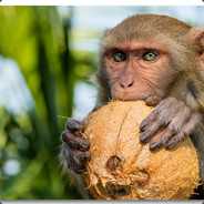 Monkey