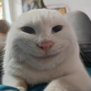 海绵宝宝还是我朋友吗