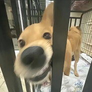 哈哈