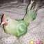 WhatsApp Bird