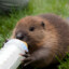 BeaverOfDoom