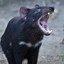 Tasmanian devil