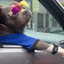 CRAZYDOG