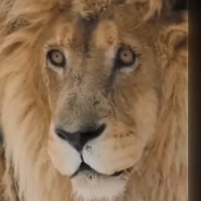 Леф толстый