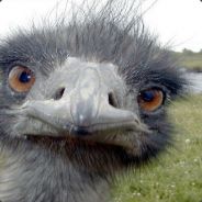 Pester - steam id 76561197971008720