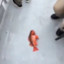 fish on floor