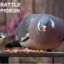 Battlepigeon