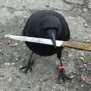 crow wielding knife