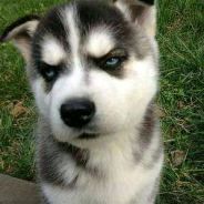 pp 凯尔本·黑杖·奥罗桑